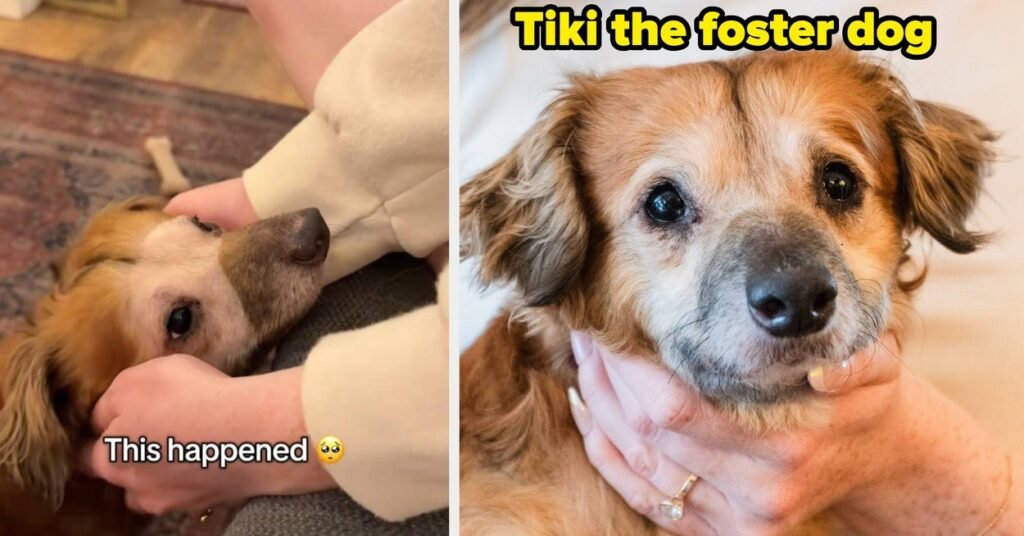 Rescue Dog’s Amazing Transformation Shows Second Chances